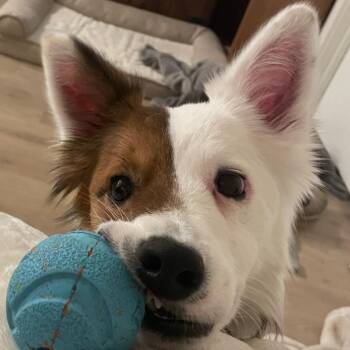 Bo -  Australian Shepherd and Cattle Dog Dog for Adoption in Idaho Falls, Idaho - Bo | PetCurious
