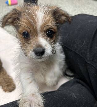 Rescue Shih Tzu and Dachshund Dogs for Adoption in Detroit, Michigan - Turkey | PetCurious