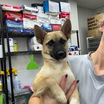 Sandy -  Mixed Breed Dog for Adoption in Fredericksburg, Virginia - Sandy | PetCurious