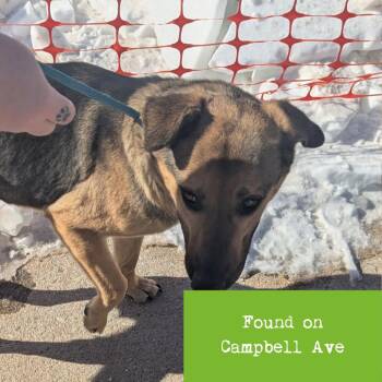 German Shepherd Dog Dogs Available for Adoption - Missy | PetCurious