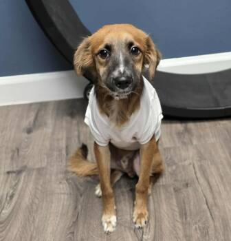 Rescue Beagle and Golden Retriever Dogs for Adoption in Sedalia, Colorado - Dash | PetCurious
