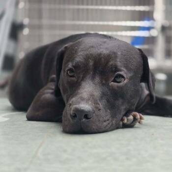 Mixed Breed Dogs Available for Adoption - Swiss Roll | PetCurious