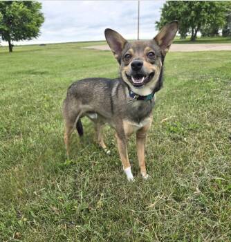 Yodi -  Corgi and Chihuahua Dog for Adoption in Jamestown, North Dakota - Yodi | PetCurious