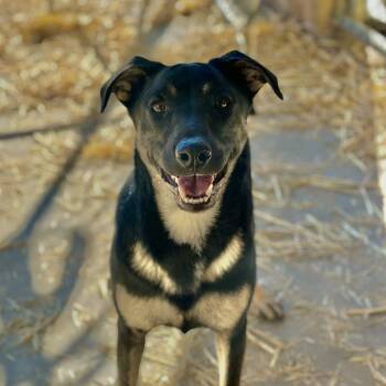 Rescue Shepherd Dogs for Adoption in Kanab, Utah - Meela | PetCurious
