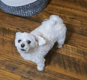 Lil Rascal -  Maltese and Poodle Dog for Adoption in Gillsville, Georgia - Lil Rascal | PetCurious