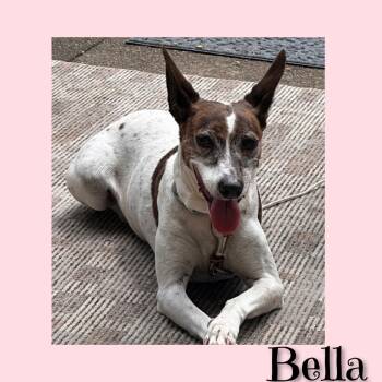 Bella -  Jack Russell Terrier and Whippet Dog for Adoption in Fredericksburg, Virginia - Bella | PetCurious
