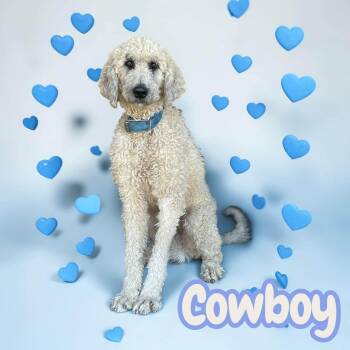 Cowboy - ready for a loving family of his own -  Labradoodle and Goldendoodle Dog for Adoption in Chuckey, Tennessee - Cowboy - Ready For A Loving Family Of His Own | PetCurious