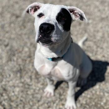 Spark -  Mixed Breed Dog for Adoption in West Olive, Michigan - Spark | PetCurious