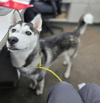 CRUMBLE -  Mixed Breed Dog for Adoption in Dallas, Texas - CRUMBLE | PetCurious
