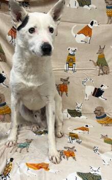Boshi -  Australian Shepherd and Australian Cattle Dog Blue Heeler Dog for Adoption in Pittsfield, Illinois - Boshi | PetCurious