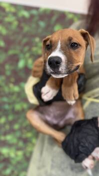 Rescue Shepherd and Mixed Breed Dogs for Adoption in San Antonio, Texas - Blossom | PetCurious