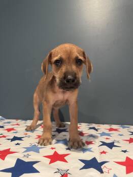 Ford -  Shepherd Dog for Adoption in Churchville, New York - Ford | PetCurious