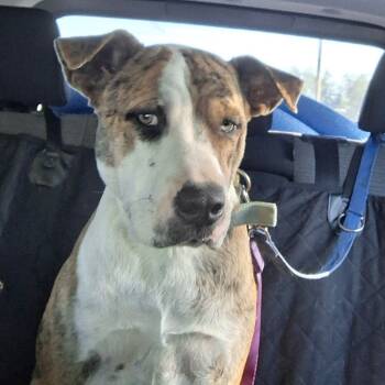 Rescue Catahoula Leopard Dog and Mixed Breed Dogs for Adoption in Natchitoches, Louisiana - Dollar S1 | PetCurious