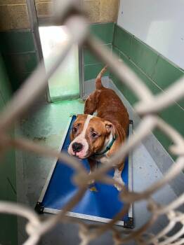Terrier and Mixed Breed Dogs Available for Adoption in Pomona, New York - Rex | PetCurious