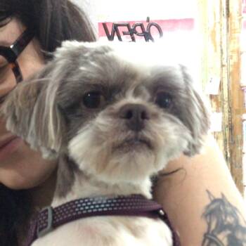 Mr.Sheffield -  Shih Tzu Dog for Adoption in New Orleans, Louisiana - Mr.Sheffield | PetCurious