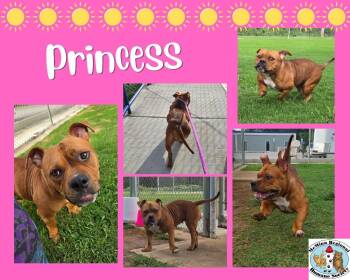 Princess -  Terrier Dog for Adoption in Athens, Tennessee - Princess | PetCurious