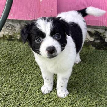 Pup 7 3385 -  Cattle Dog and Mixed Breed Dog Available for Adoption in Loxahatchee Groves, Florida - Pup 7 3385 | PetCurious