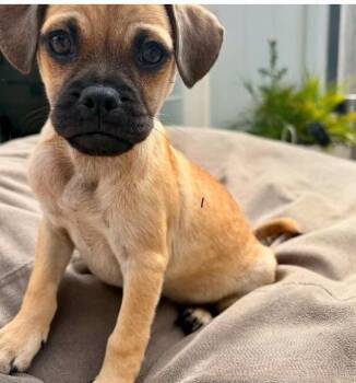 Garcia -  Pug Dog for Adoption in Larkfield-wikiup, California - Garcia | PetCurious