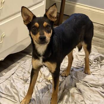 Terrier and Mixed Breed Dogs Available for Adoption in Brownsboro, Alabama - Tangerine | PetCurious