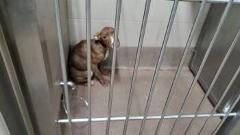 MS.FANCY -  Pit Bull Terrier and Cane Corso Dog for Adoption in Aurora, Illinois - MS.FANCY | PetCurious