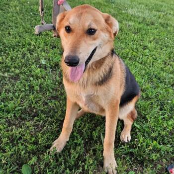 Buford -  English Shepherd and Mixed Breed Dog for Adoption in Nashville, Tennessee - Buford | PetCurious