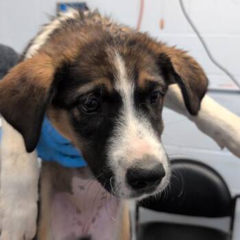Quartz -  Pointer and Mixed Breed Dog for Adoption in Hattiesburg, Mississippi - Quartz | PetCurious