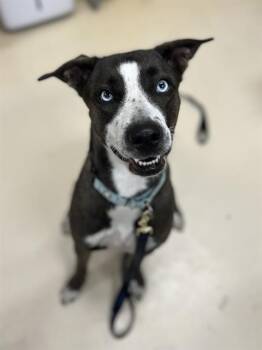DORI -  Labrador Retriever and Mixed Breed Dog for Adoption in Aliquippa, Pennsylvania - DORI | PetCurious