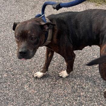 Rosemary -  Pit Bull Terrier Dog for Adoption in Philadelphia, Pennsylvania - Rosemary | PetCurious