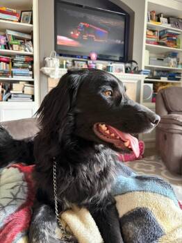 Spaniel and Collie Dogs Available for Adoption in Spokane, Washington - McQueen | PetCurious