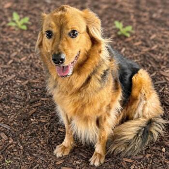 Cecille -  Golden Retriever and Mixed Breed Dog for Adoption in Boerne, Texas - Cecille | PetCurious