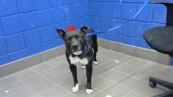 LUNA -  Pit Bull Terrier and Mixed Breed Dog for Adoption in Albuquerque, New Mexico - LUNA | PetCurious