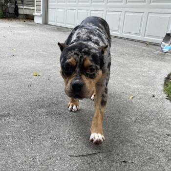 Pit Bull Terrier Dogs Available for Adoption - Tarzan | PetCurious