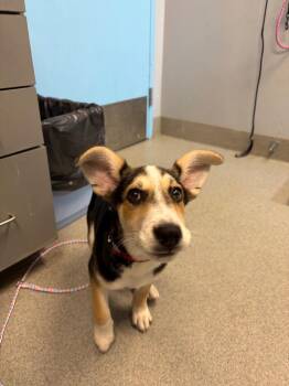 Chino -  Shepherd Dog for Adoption in Bloomington, Indiana - Chino | PetCurious
