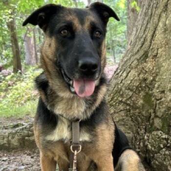 Rescue Mixed Breed and German Shepherd Dog Dogs for Adoption - Maddie | PetCurious