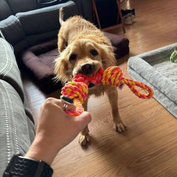 Polly -  Mixed Breed and Retriever Dog for Adoption in San Diego, California - Polly | PetCurious