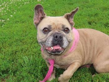 Lulu -  French Bulldog Dog for Adoption in Denver, Colorado - Lulu | PetCurious