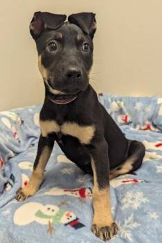 Ally -  Shepherd and Labrador Retriever Dog for Adoption in Yankton, South Dakota - Ally | PetCurious