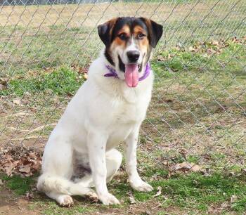 Rescue Collie and Hound Dogs for Adoption in St. Cloud, Minnesota - Harper | PetCurious