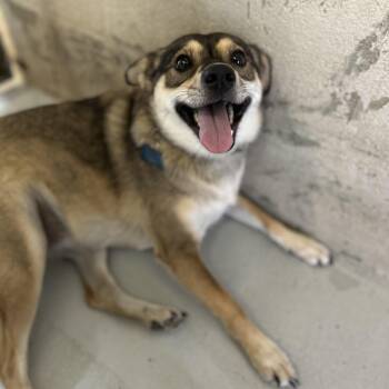 Lola -  Chihuahua and Husky Dog for Adoption in Seguin, Texas - Lola | PetCurious