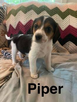 Piper -  Beagle and Spaniel Dog for Adoption in Stafford, Virginia - Piper | PetCurious