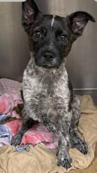 Fawna -  Australian Cattle Dog Blue Heeler Dog for Adoption in Gulfport, Mississippi - Fawna | PetCurious