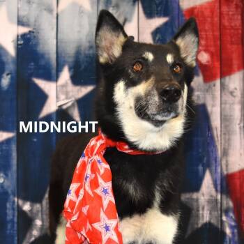 Rescue German Shepherd Dog Dogs for Adoption in Yuma, Arizona - Midnight | PetCurious