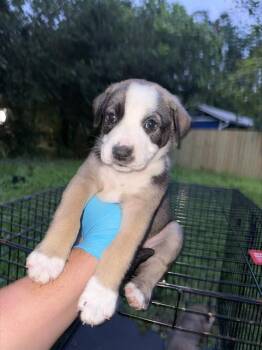 American Staffordshire Terrier Dogs Available for Adoption in San Antonio, Texas - CAROL | PetCurious
