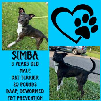 Rescue Rat Terrier Dogs for Adoption in Cynthiana, Kentucky - Simba | PetCurious