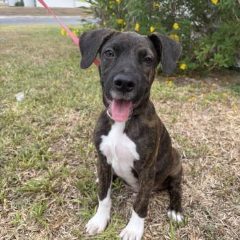 Tony -  Plott Hound Dog for Adoption in Harlingen, Texas - Tony | PetCurious