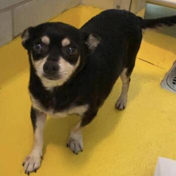 Mixed Breed Dogs Available for Adoption - Timothee Chalamet. | PetCurious