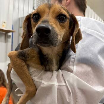 Mixed Breed Dogs Available for Adoption in Corbin, Kentucky - Disney | PetCurious
