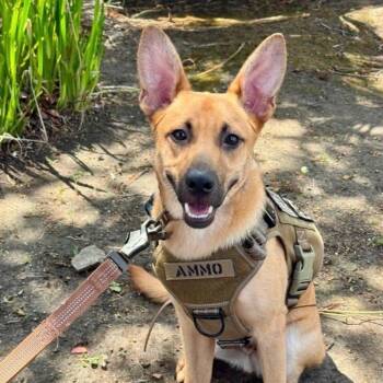 Ammo -  German Shepherd Dog and Terrier Dog for Adoption in San Diego, California - Ammo | PetCurious
