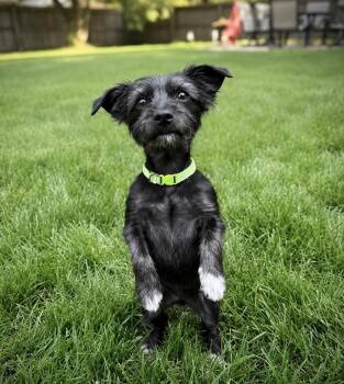 Chihuahua and Terrier Dogs Available for Adoption in Princeton, Massachusetts - Stormy | PetCurious