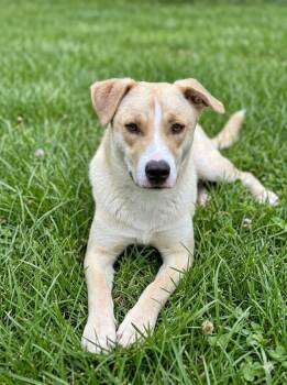 Carolina Dog Dogs Available for Adoption - Laverne   | PetCurious